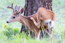 DeerItch-400.jpg