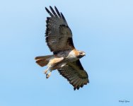 RedTailFlight-400.jpg
