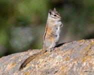 Chipmunk-405.jpg
