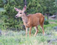 Deer-415.jpg