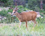 Deer-416.jpg