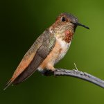 Hummer6.jpg