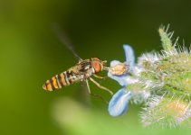DSC_0006.jpg