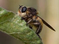 RobberFly2.jpg