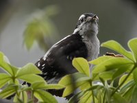 Woodpecker3.jpg