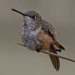 Hummer12.jpg