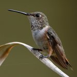 Hummer19.jpg