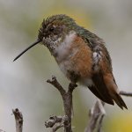 Hummer35.jpg