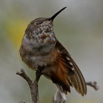 Hummer53.jpg