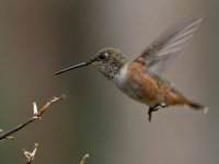 Hummer8.jpg
