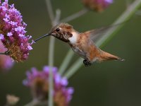 Hummer58.jpg
