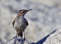 _ROY7368_01.jpg