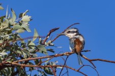 Young Kingfisher.jpg