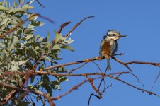 Young Kingfisher d.jpg