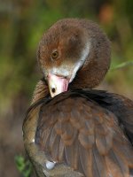 Goose.jpg