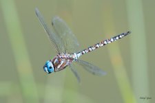 Dragonfly-400.jpg