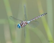 Dragonfly-401.jpg