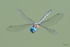 Dragonfly-402.jpg