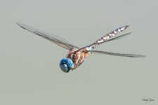 Dragonfly-403.jpg