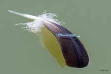 FeatherRaft-400.jpg