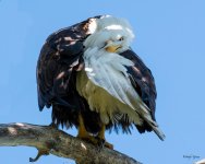EaglePreening-400.jpg
