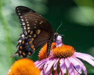 cove springs-5262.jpg
