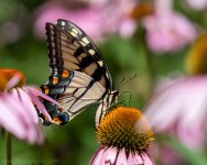cove springs-5266.jpg