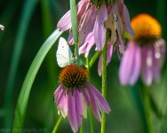 cove springs-5291.jpg