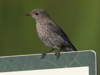 Bluebird.jpg