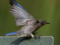 Bluebird5.jpg