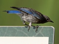 Bluebird7.jpg