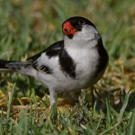 Whydah3.jpg