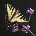 Swallowtail7.jpg