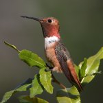 Hummer.jpg