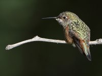 Hummer14.jpg