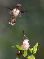 Hummer11.jpg