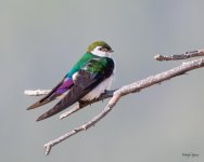 VioletGreenSwallow-405.jpg