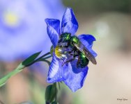 GreenBee-400.jpg