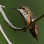 Hummer23.jpg