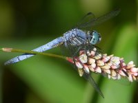 DragonFly8.jpg