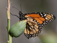 Monarch.jpg