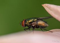 MCA_9974-Modifier.jpg