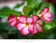 tiny-red-bblossoms-1.jpg