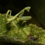 Mantis2.jpg