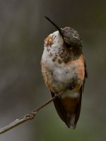 Hummer2.jpg