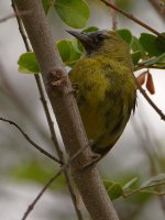 Oriole2.jpg