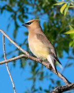 CedarWaxwing-400.jpg