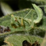 Mantis4.jpg