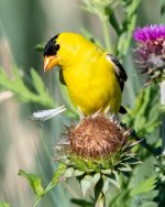 Goldfinch-420.jpg
