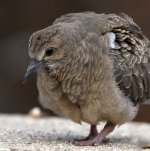Dove9.jpg